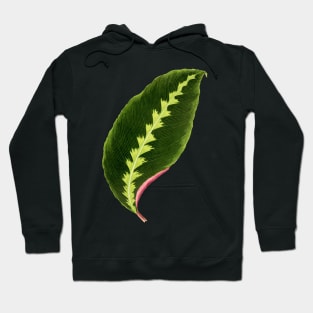 Calathea Warscewiczii - Flore des serres et des jardin de l’Europe Hoodie